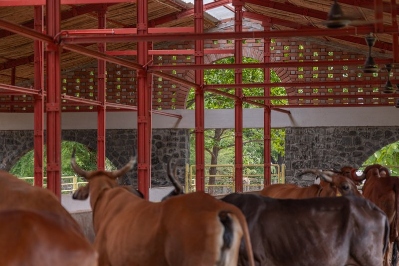Interior of the livestock shelter with red steel columns and perforated brick clerestory walls above cattle