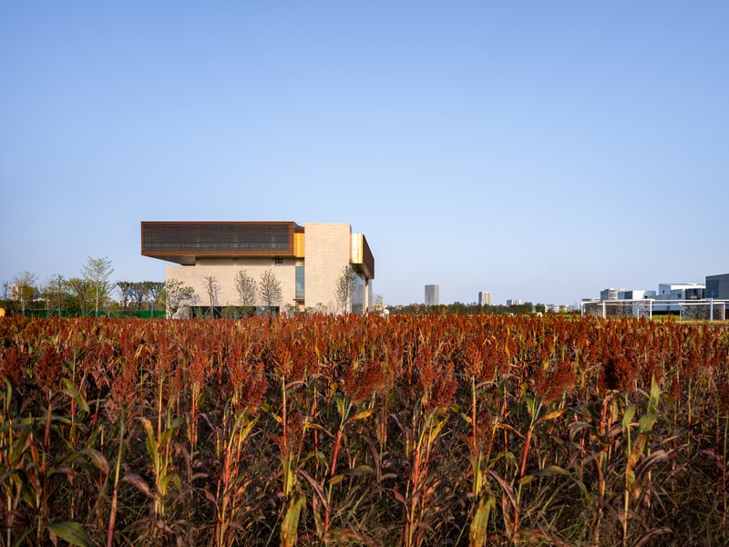 Distant view of the cantilevered upper volume across a field of dry red sorghum stalks