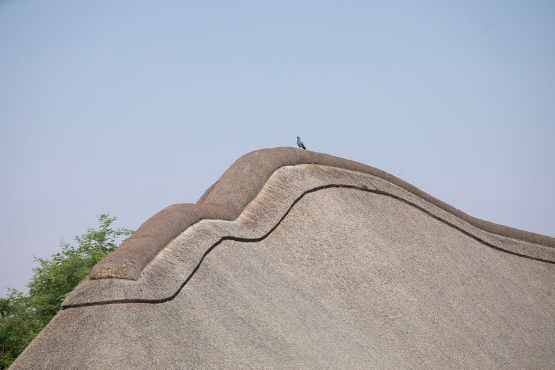 Close-up of undulating thatched roof ridge with a bird perched at the peak
