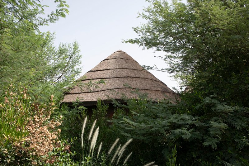 Conical thatched roof rising above dense plantings of ferns and native grasses