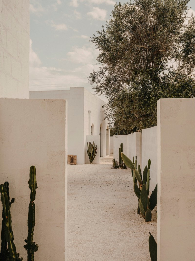 White plastered courtyard pathway framed by thick walls with cacti and olive trees overhead