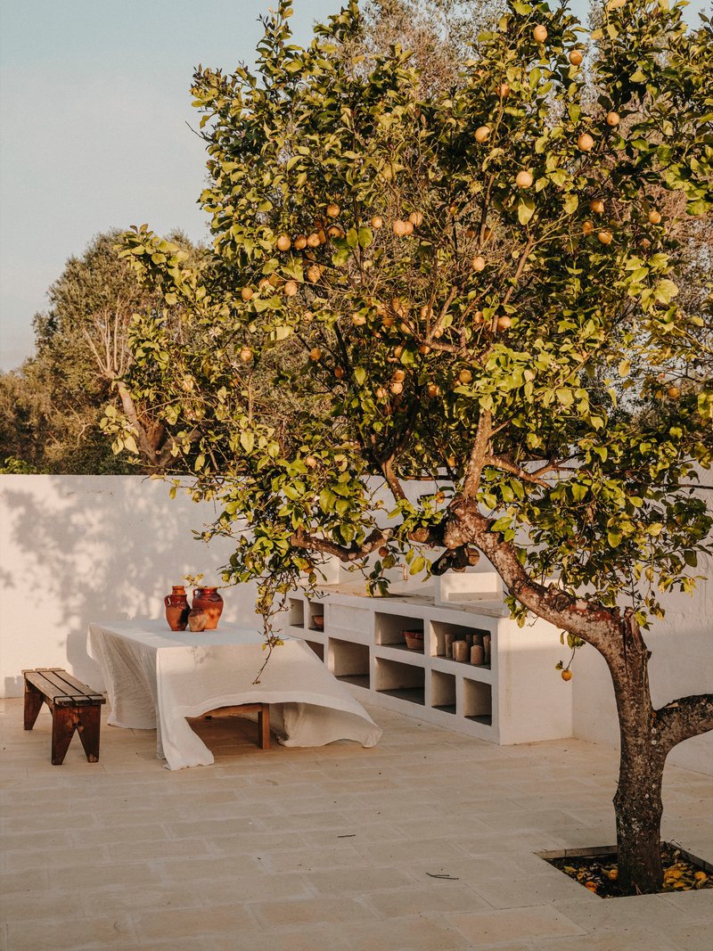 Rooftop terrace with built-in bench and shelving beneath a fruit-laden citrus tree