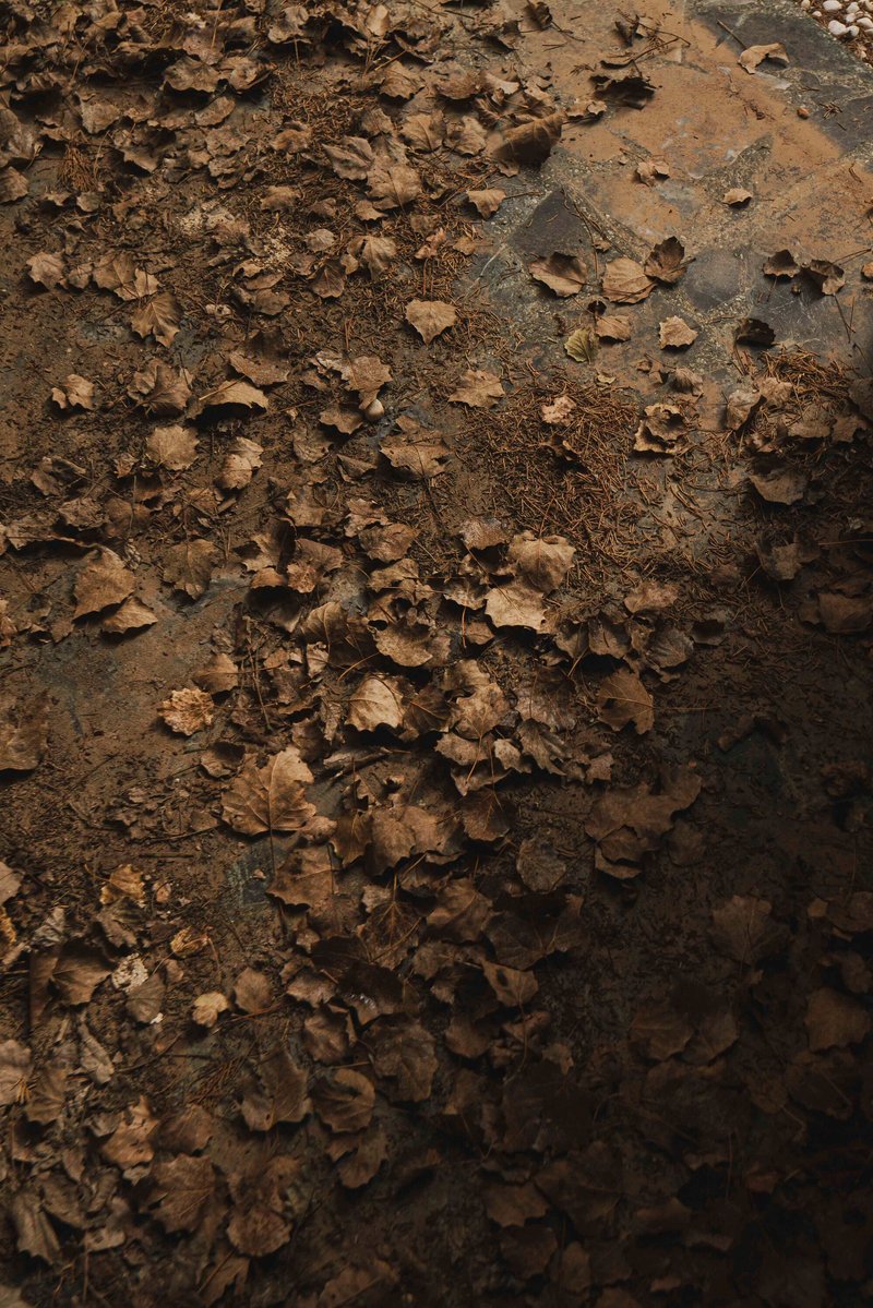 Overhead view of dried autumn leaves scattered across a wet concrete surface