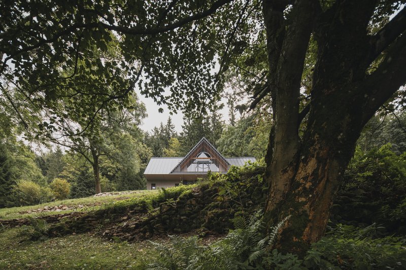 Long view across the sloping meadow with ferns and ancient tree trunks in the foreground
