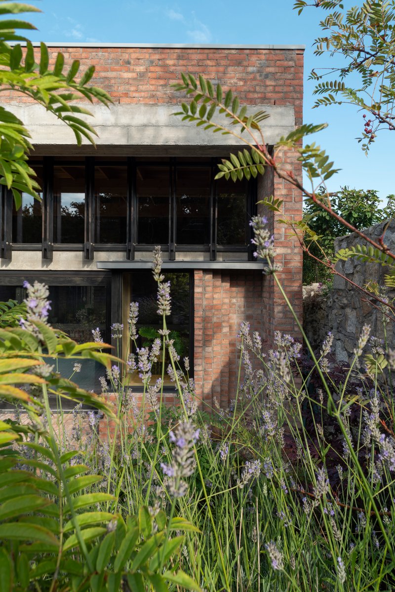 Brick facade with black-framed glazing and concrete band, viewed through purple flowering lavender and ferns