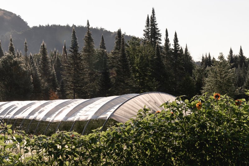 Arched translucent greenhouse structure behind a planted garden with sunflowers and conifer trees beyond