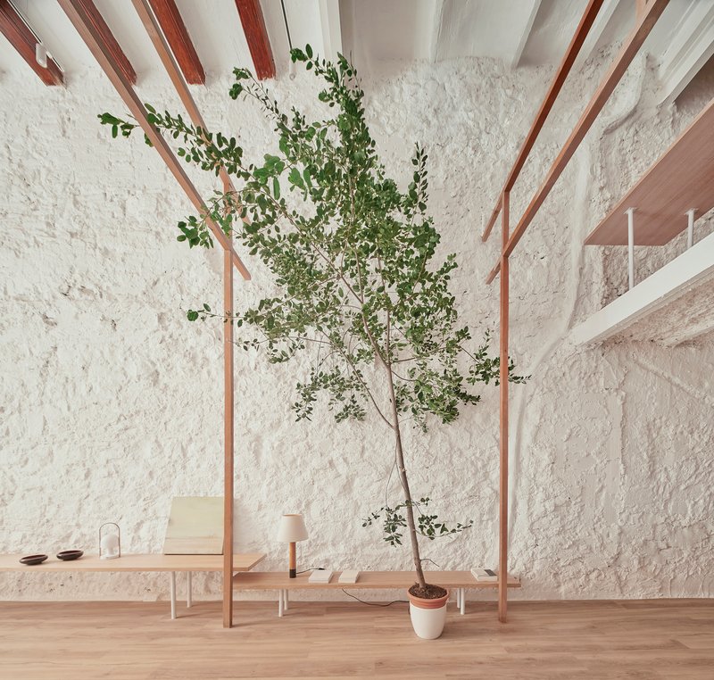 Exposed timber ceiling beams above a potted tree and low bench in a white-walled room