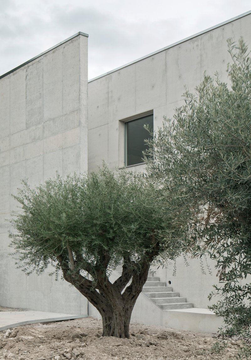 Board-formed concrete facade with recessed window and external staircase framed by an olive tree in gravel