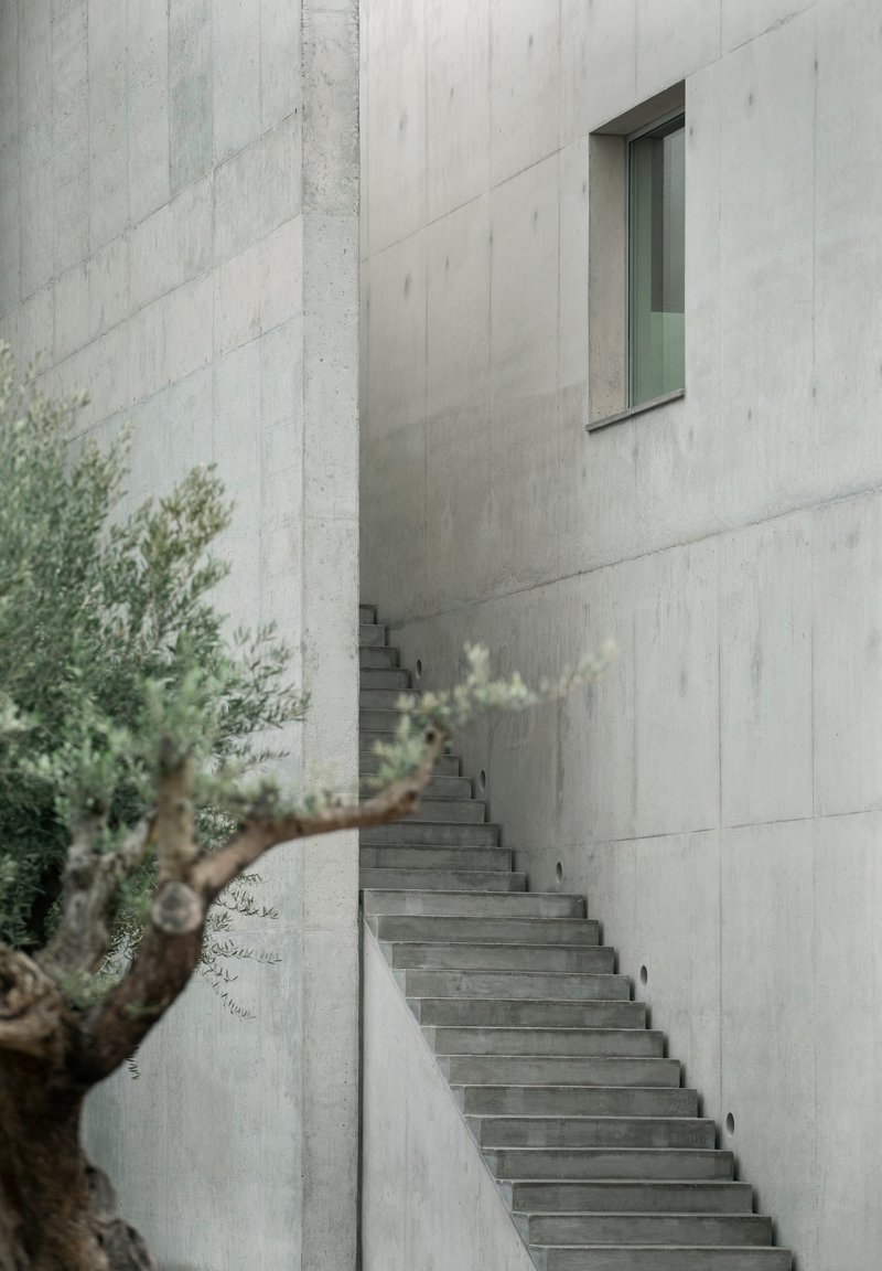 Exterior concrete staircase rising along board-formed wall with narrow window above and olive branches in foreground