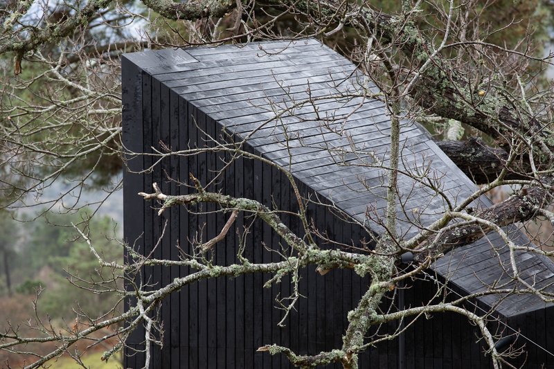 Charred timber facade with angled roof planes viewed through moss-covered branches in winter