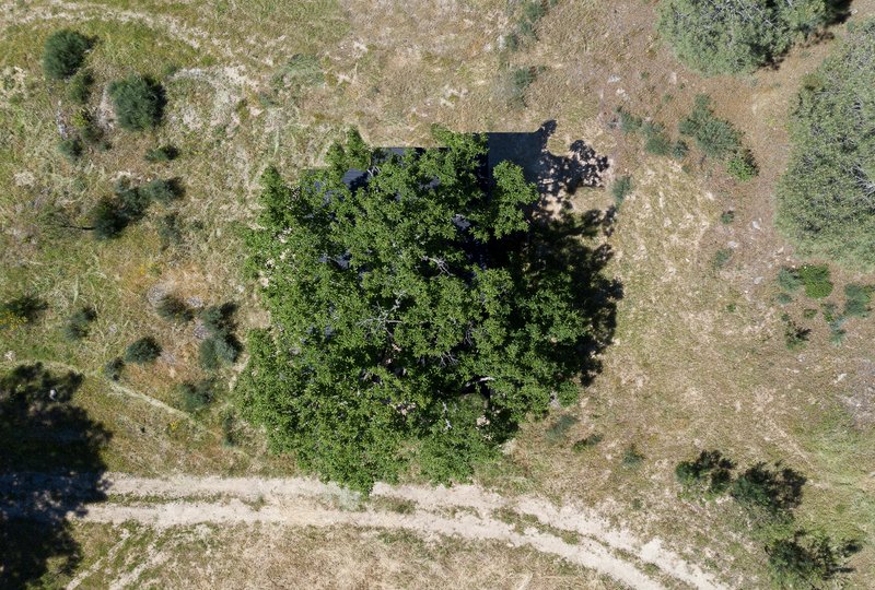 Aerial view of the dark building nestled beneath a dense tree canopy in dry grassland