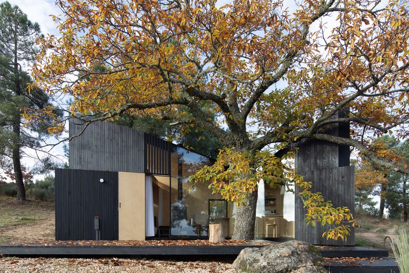 Dark timber-clad volumes with large glazed openings nestled beneath an oak tree with autumn foliage