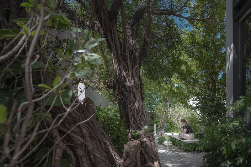 Gnarled tree trunk wrapped with aerial roots beside a gravel path and seated figure
