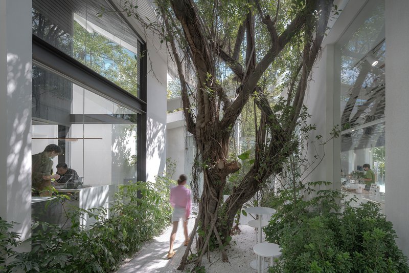 Interior courtyard with multi-trunked tree growing through white walls as a person walks past