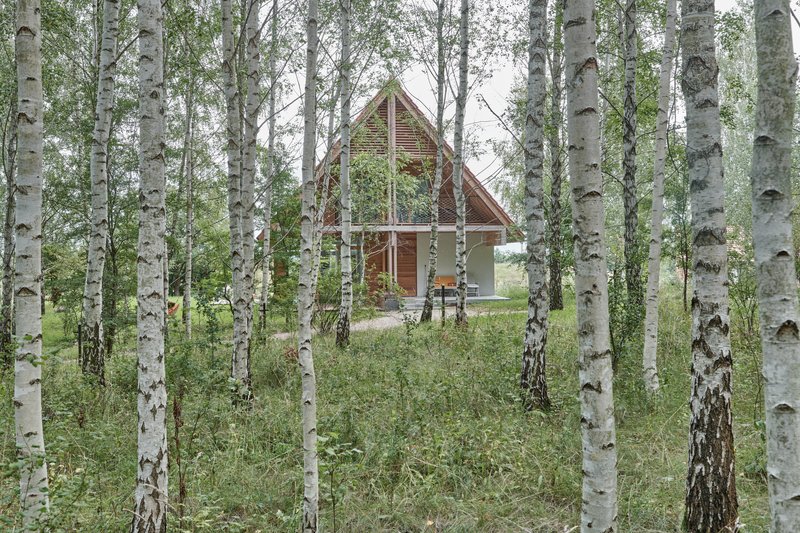 Rear view of the timber-clad gable end visible through a grove of white birch trees