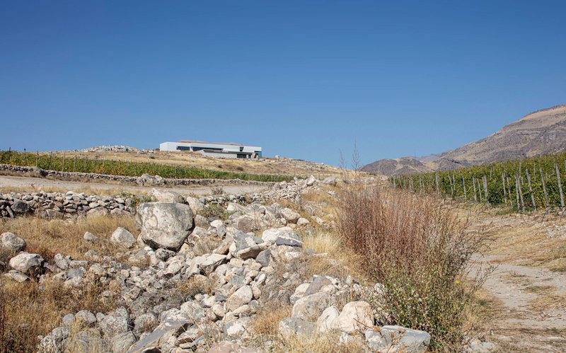 Distant view of white volumes on hillside above vineyards and stone-walled terraces