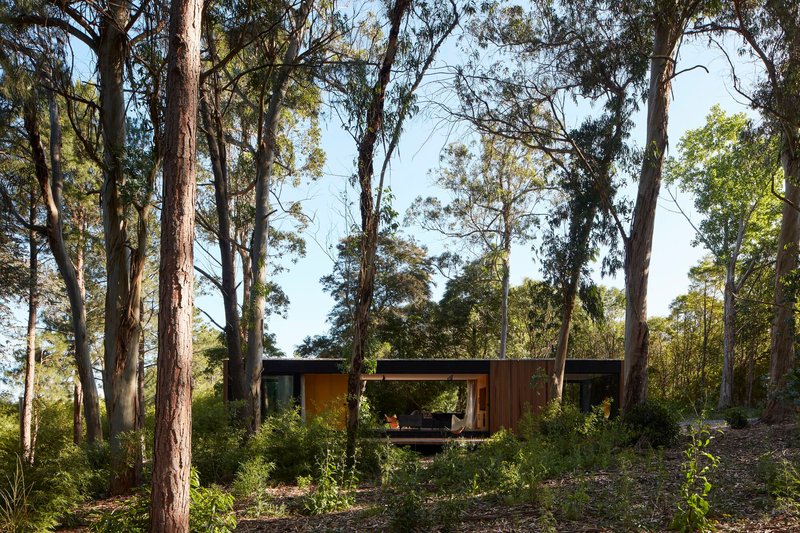 Long view of the low-slung pavilion nestled among tall eucalyptus trunks on a sloped site