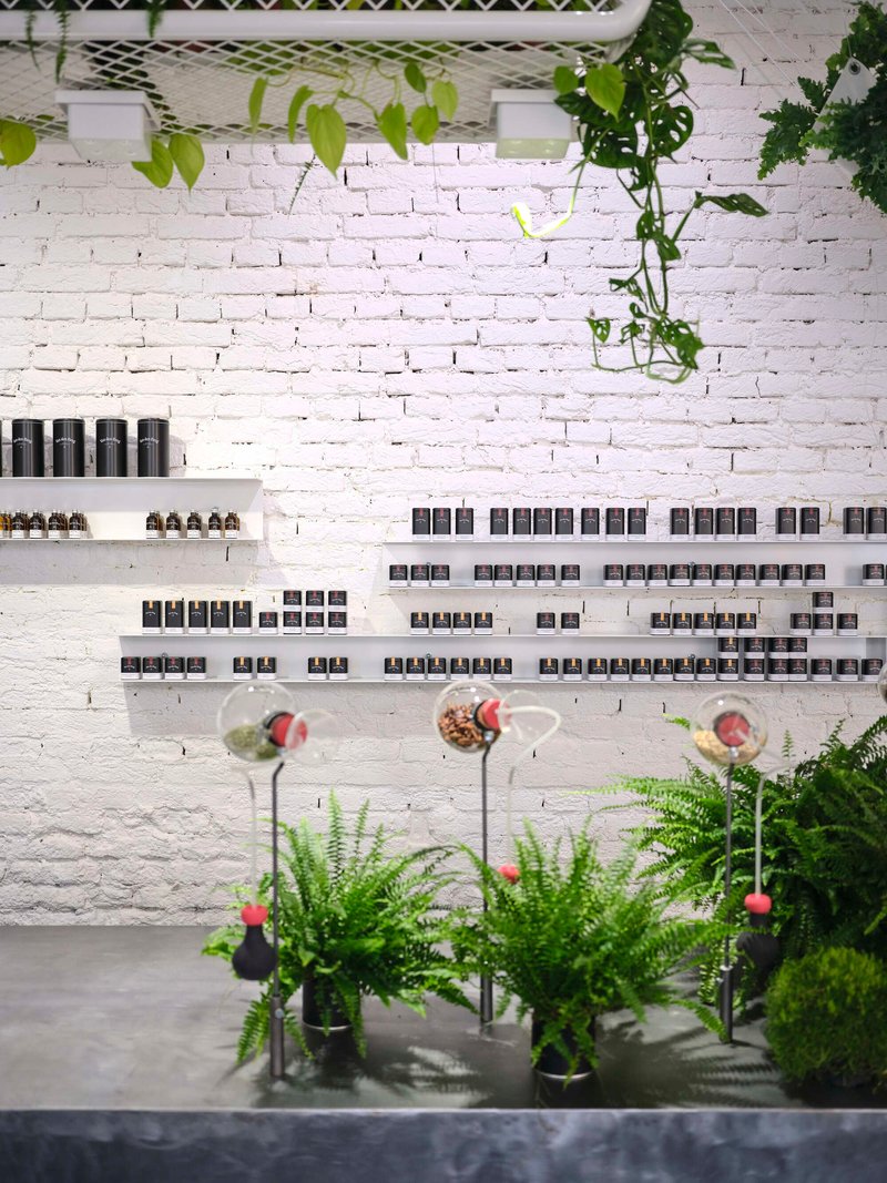 White painted brick wall with floating shelves displaying product bottles above potted ferns and hanging vines