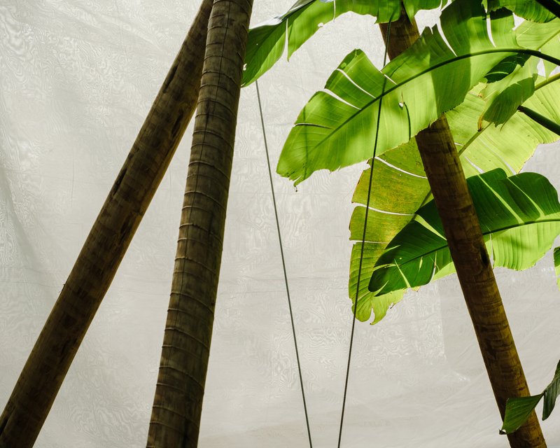 Bamboo support poles meeting banana leaves against a white fabric ceiling