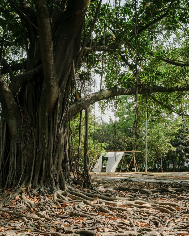 View from beneath a banyan tree with exposed roots toward the fabric pavilion in the distance