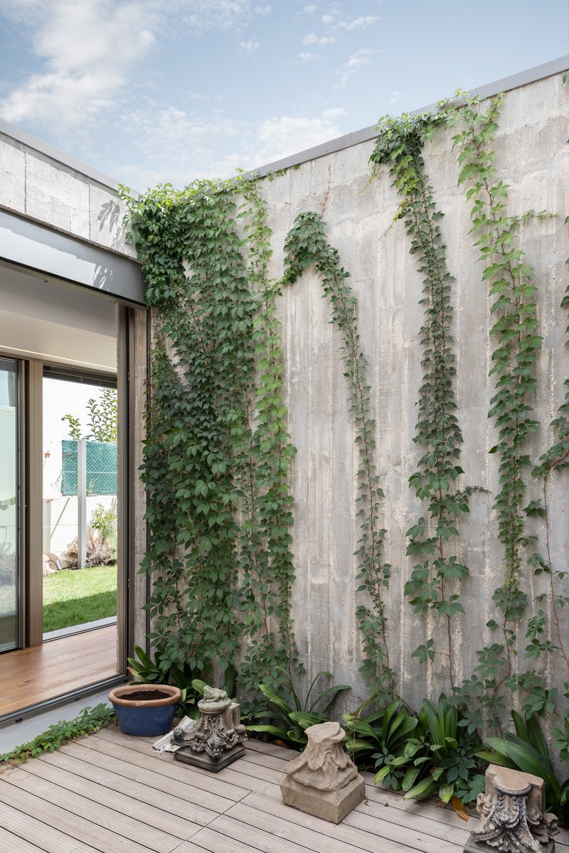Board-formed concrete walls with climbing vines and timber decking framing a view through to the garden beyond