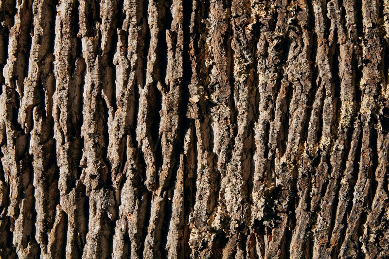 Detail of deeply fissured tree bark texture in direct sunlight