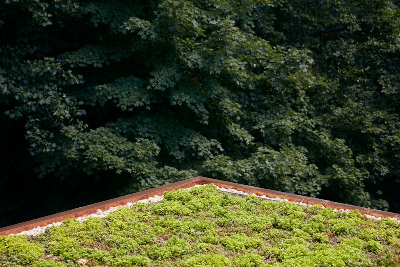 Green roof planted with moss and sedums against a wooded backdrop
