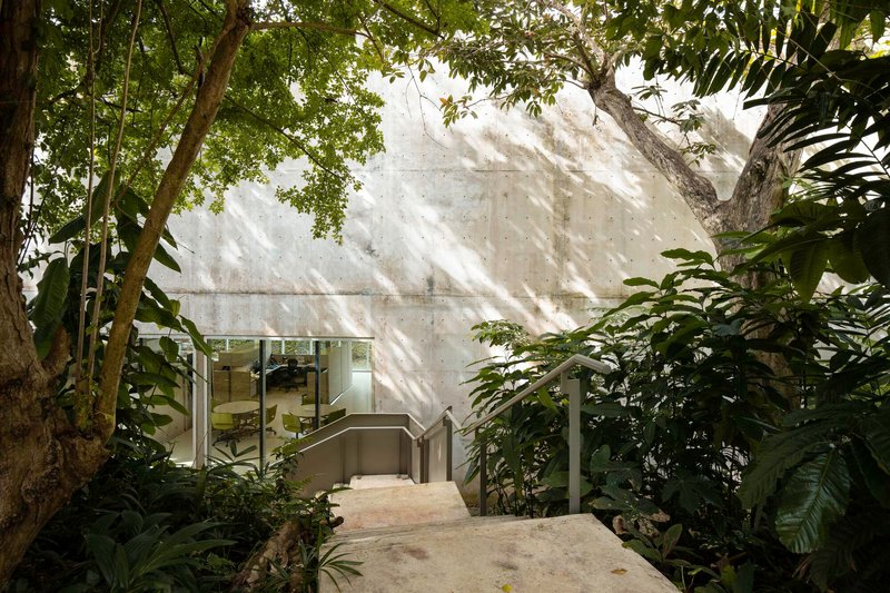 Concrete exterior stair descending through dappled sunlight beneath overhanging tree canopy and foliage