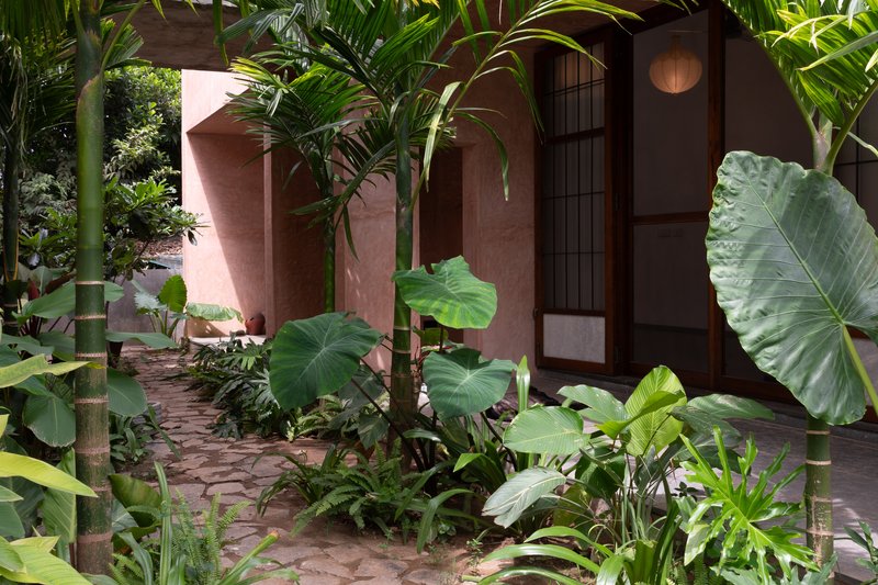 Planted courtyard with large-leafed tropicals surrounding an arched timber door in the earthen plaster wall
