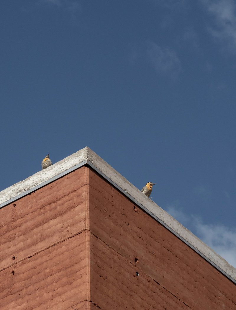 Corner of rammed earth volume with concrete coping and two birds perched on the roofline