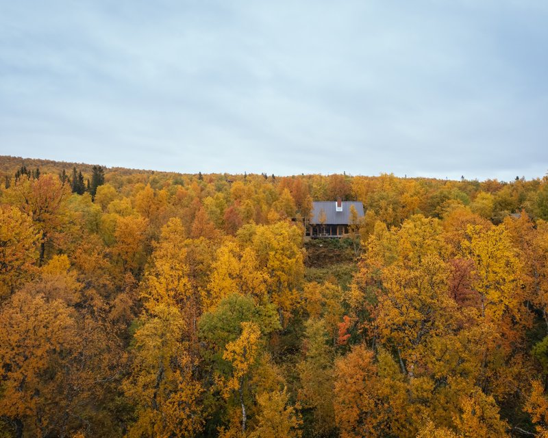 Distant view of the elevated cabin perched on a hillside above a sea of yellow birch trees in autumn