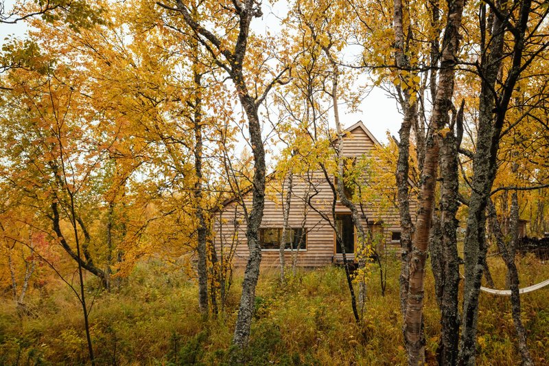 Horizontal timber siding on the cabin facade seen through a grove of birch trees in autumn foliage
