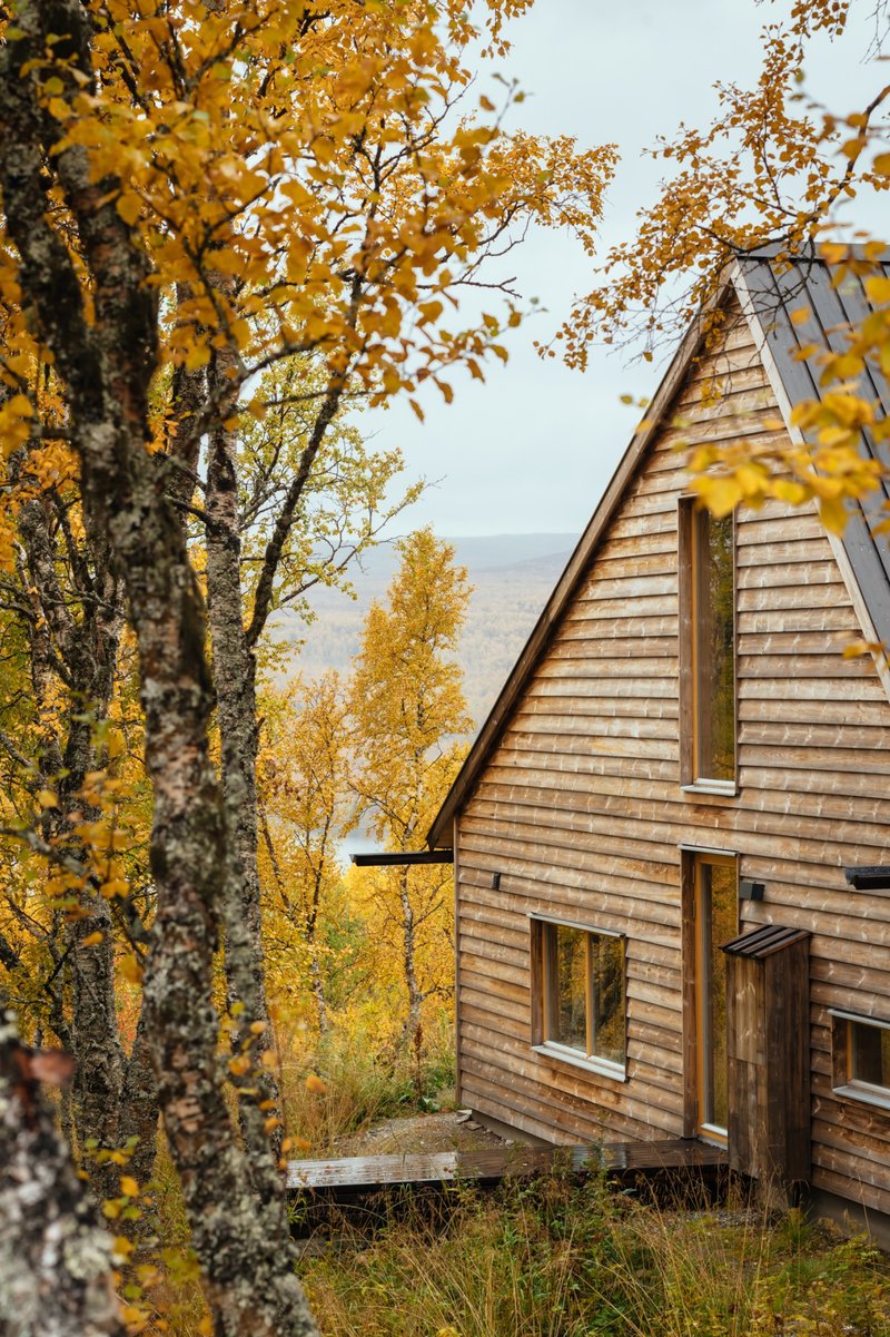 Timber-clad cabin with steep gable roof among birch trees in autumn foliage