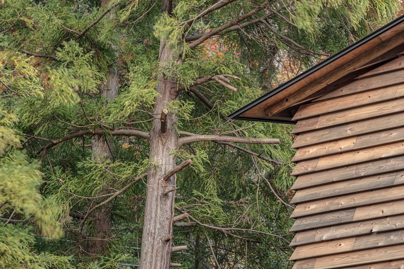 Detail of the angled timber-clad roof edge meeting a pine tree canopy