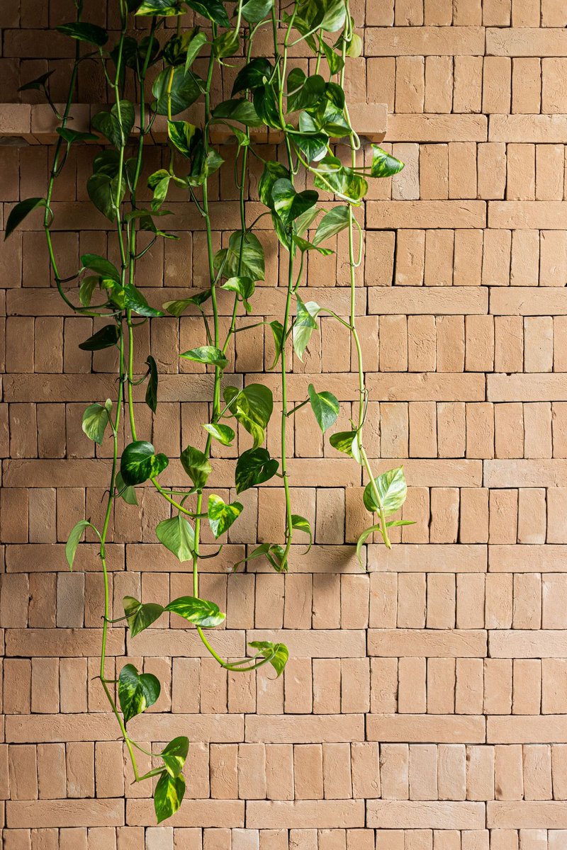 Pothos vine cascading down basketweave brick wall in warm afternoon light
