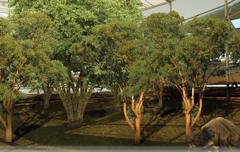 Native forest environment designed to support koala recovery through immersive ecological and wildlife-centered architecture.