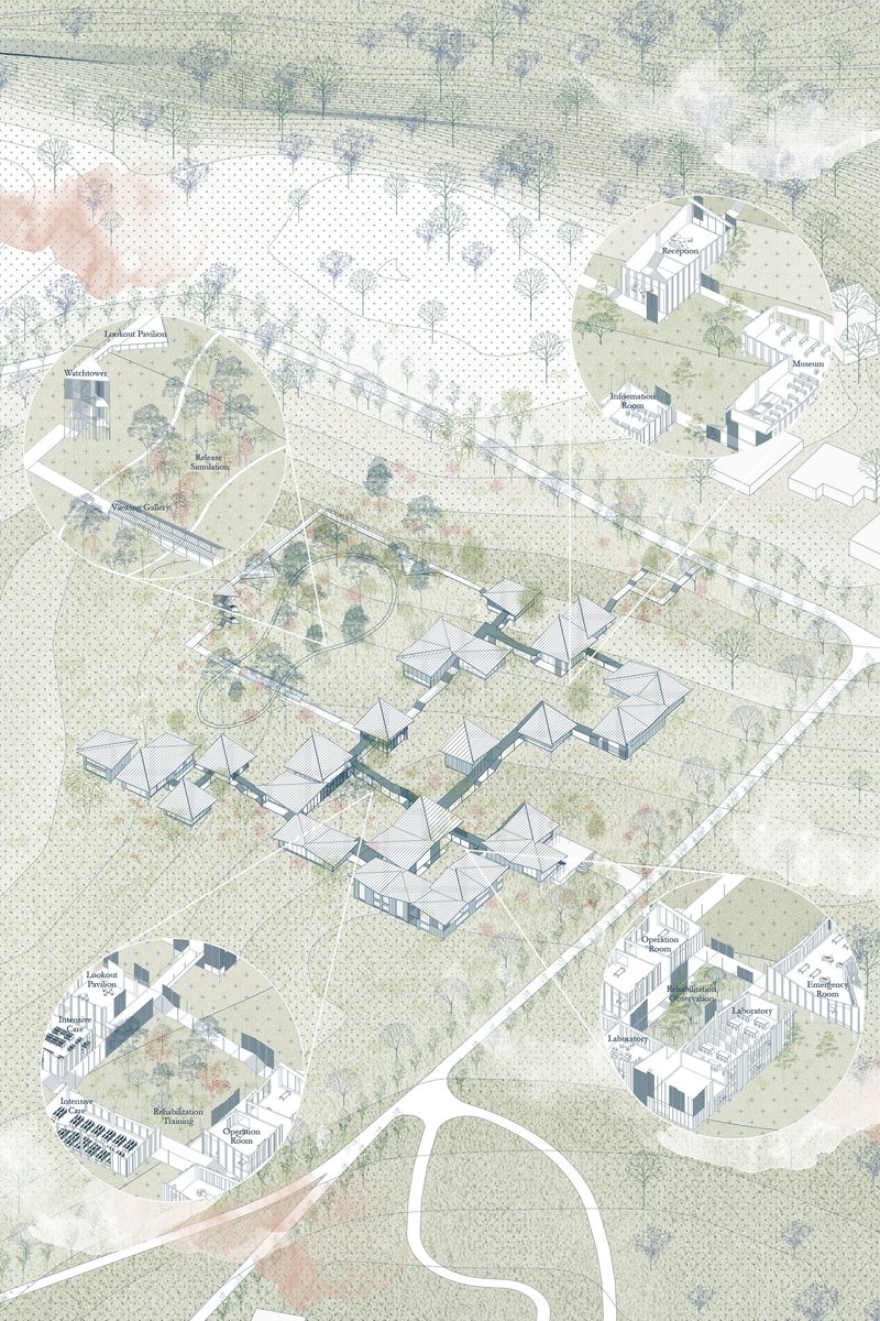 Masterplan illustrating the Koala Aid Center seamlessly integrated into the forest landscape, connecting healthcare, rehabilitation, education, and conservation.