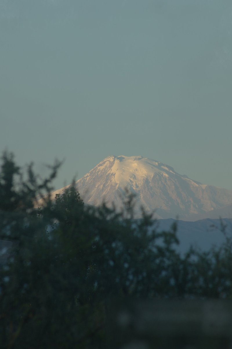 Snow-capped mountain peak visible through foreground trees in soft evening light