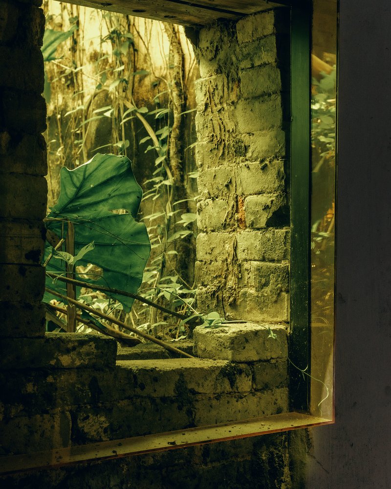 Window opening in weathered brick wall looking out to bamboo and broad-leafed plants in golden light