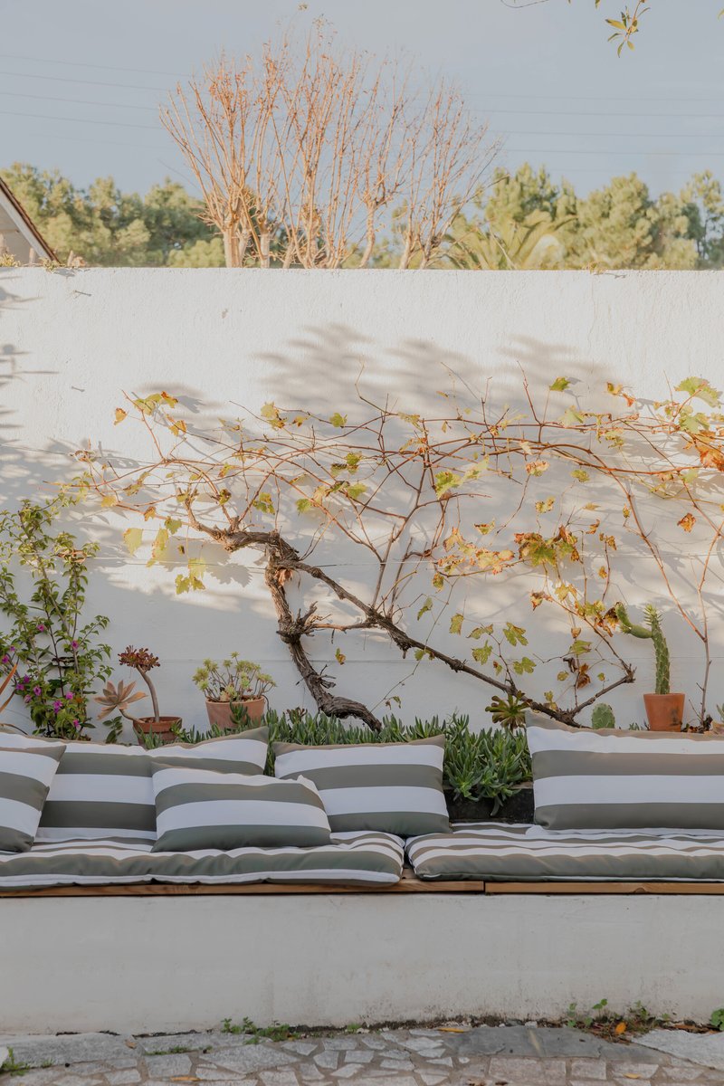 Outdoor seating area with white stucco wall, trained vine and striped cushions in afternoon light