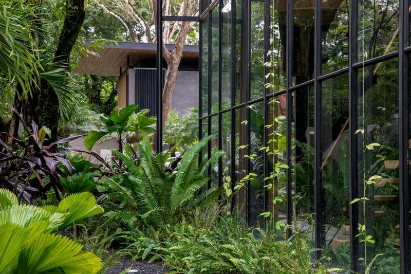 Steel framed glass wall beside a planted bed of ferns and tropical palms under tree canopy