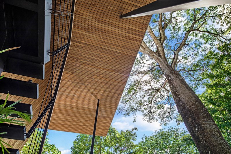 Upward view of the timber soffit cantilevering past a leaning tree trunk against bright sky