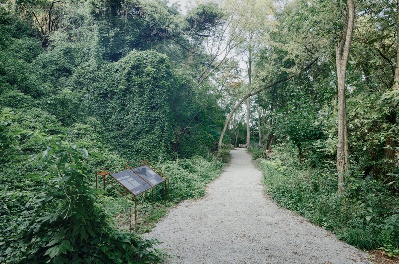Gravel path with interpretive signage leading through dense woodland vegetation