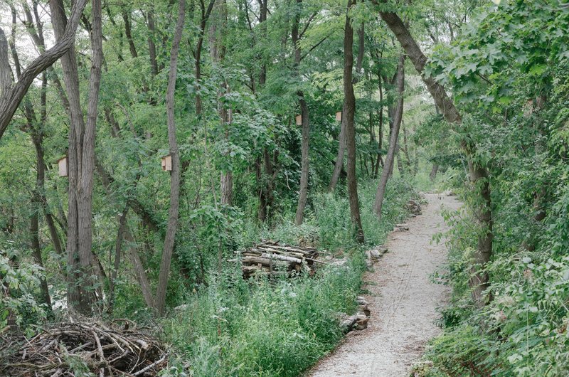 Gravel pathway winding through a deciduous forest with stacked timber bundles along the trail