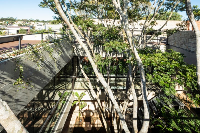 Courtyard with white-barked trees casting shadows on a glazed facade and concrete walls