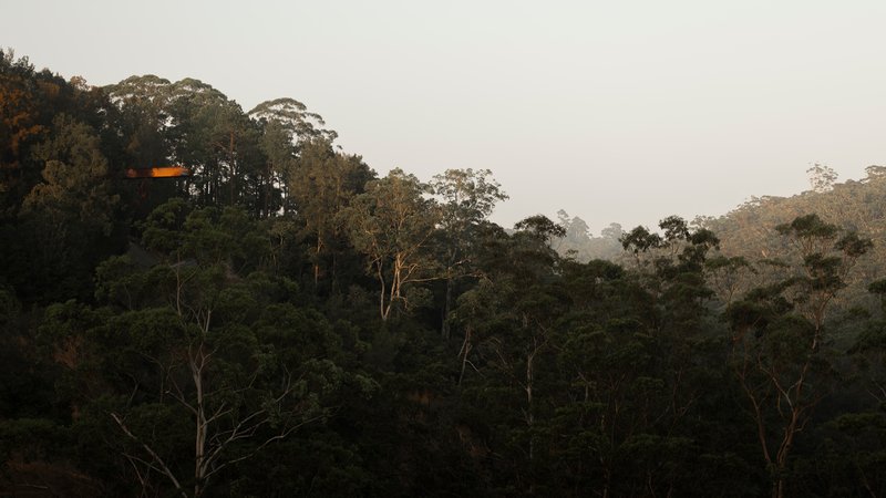 Distant view of a cantilevered observation platform emerging above dense forest canopy in misty light