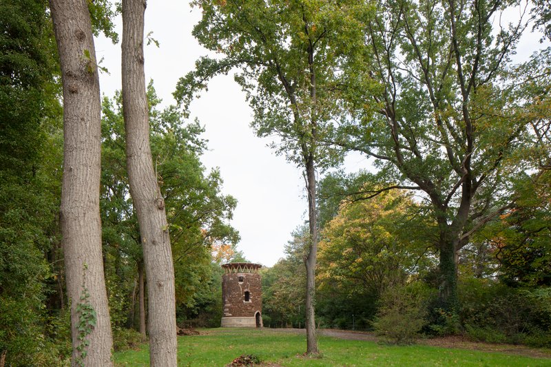 Distant view of the tower through a clearing surrounded by tall deciduous trees