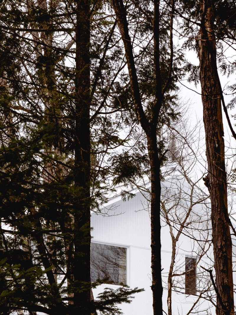 White gable end visible through dense evergreen and deciduous tree trunks in overcast winter light