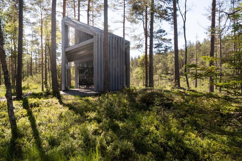 Timber-clad pavilion with vertical siding and clerestory window nestled among pine trees in dappled sunlight