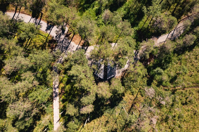 Drone view looking down through the forest canopy revealing the dark striped roof below